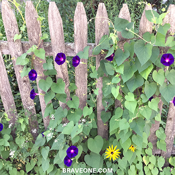 2018-9 How’s Your Fence – The Morning Glory Story Part II